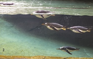 «Grotte aux manchots» à Pairi Daiza